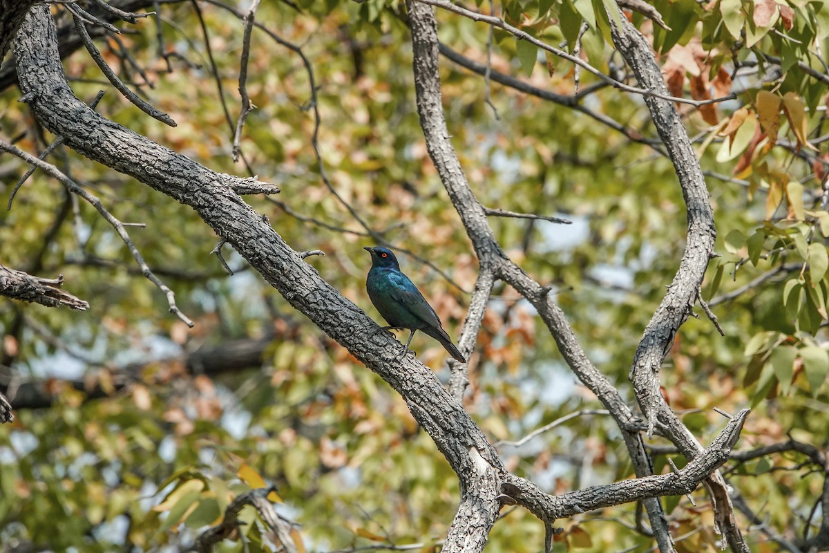 Cape Starling - ML655566652