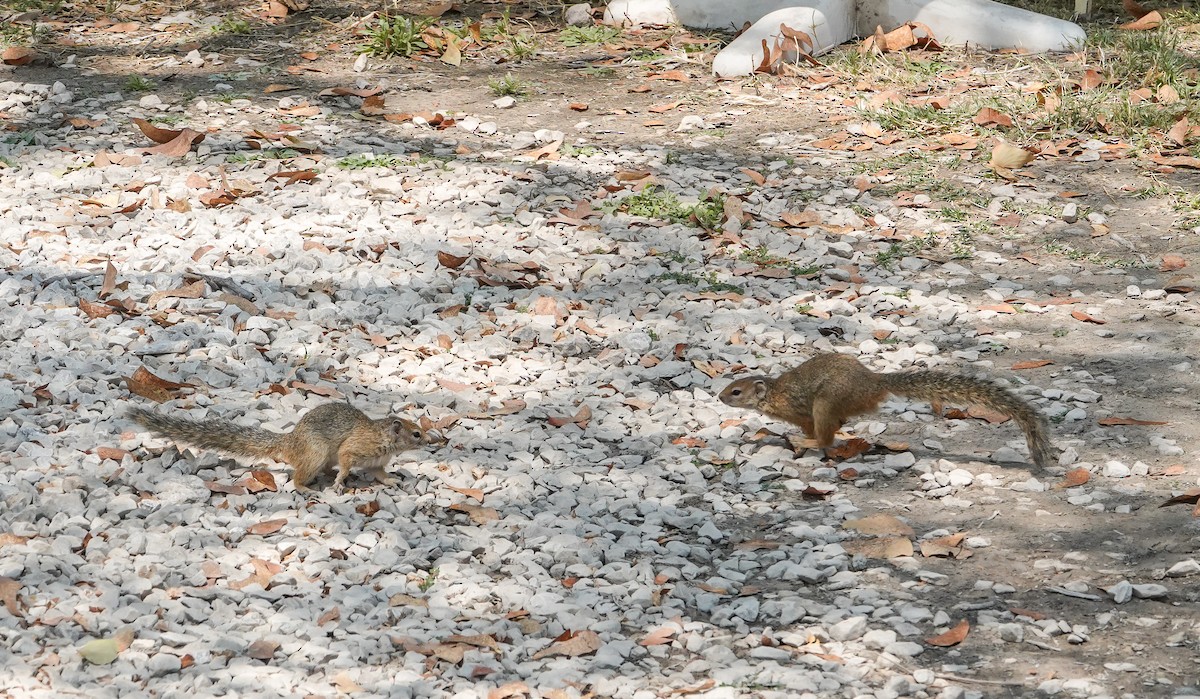 Tree Squirrel - ML655566727