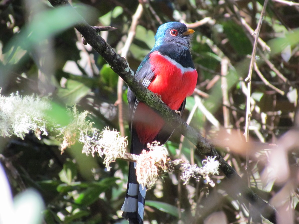 Maskeli Trogon - ML65556691