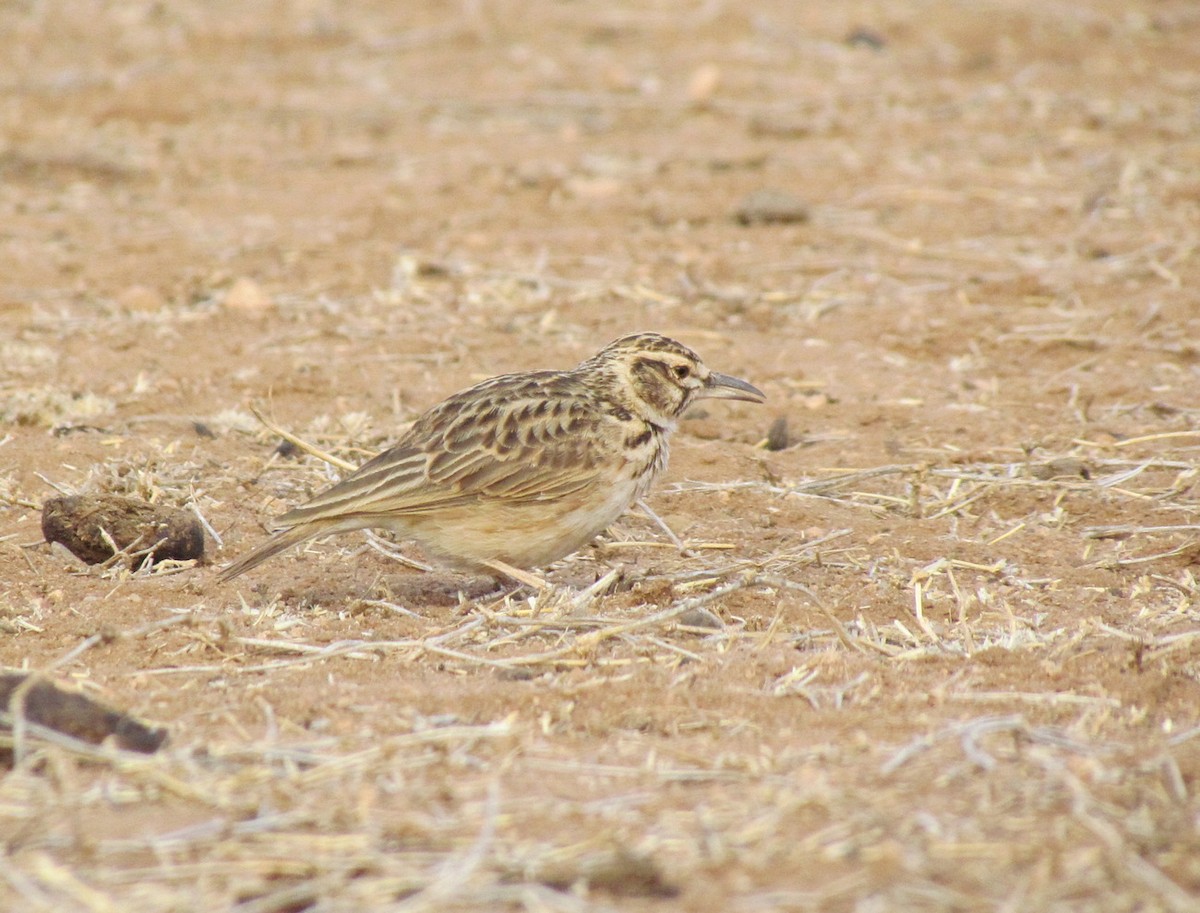 Short-tailed Lark - ML655566993