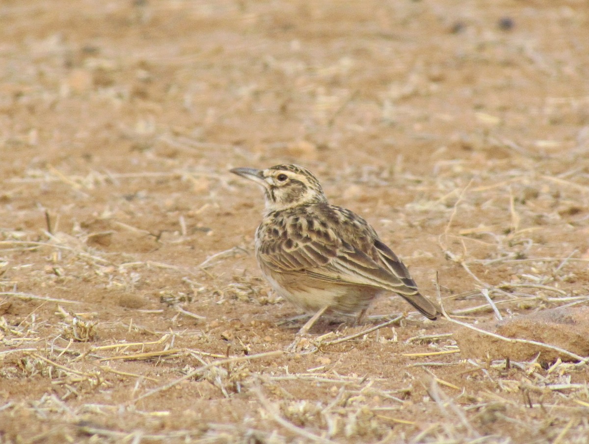 Short-tailed Lark - ML655566994