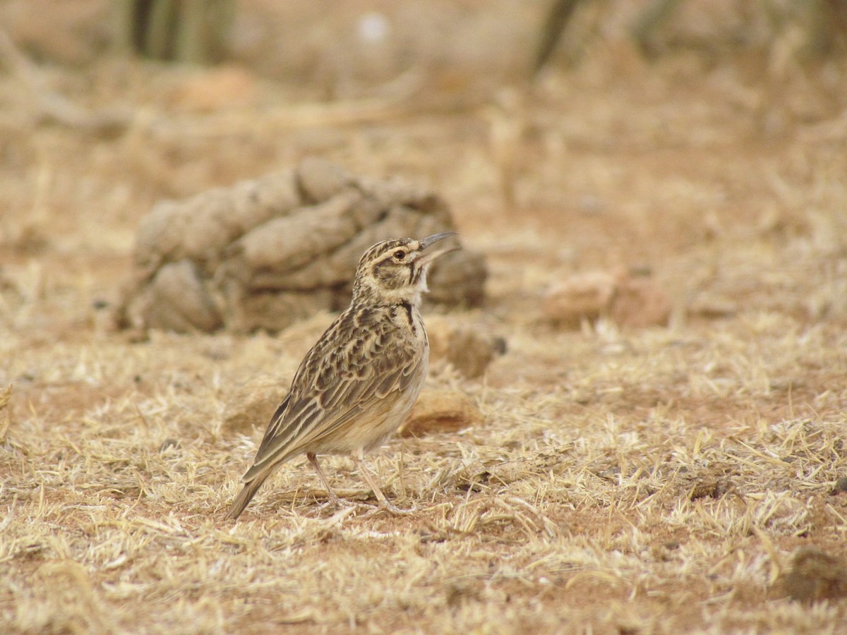 Short-tailed Lark - ML655566995