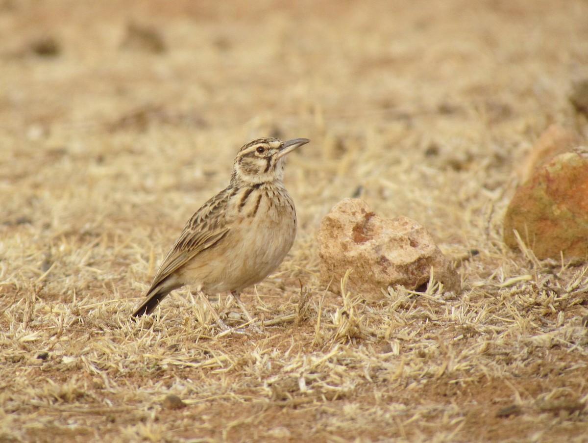 Short-tailed Lark - ML655566996
