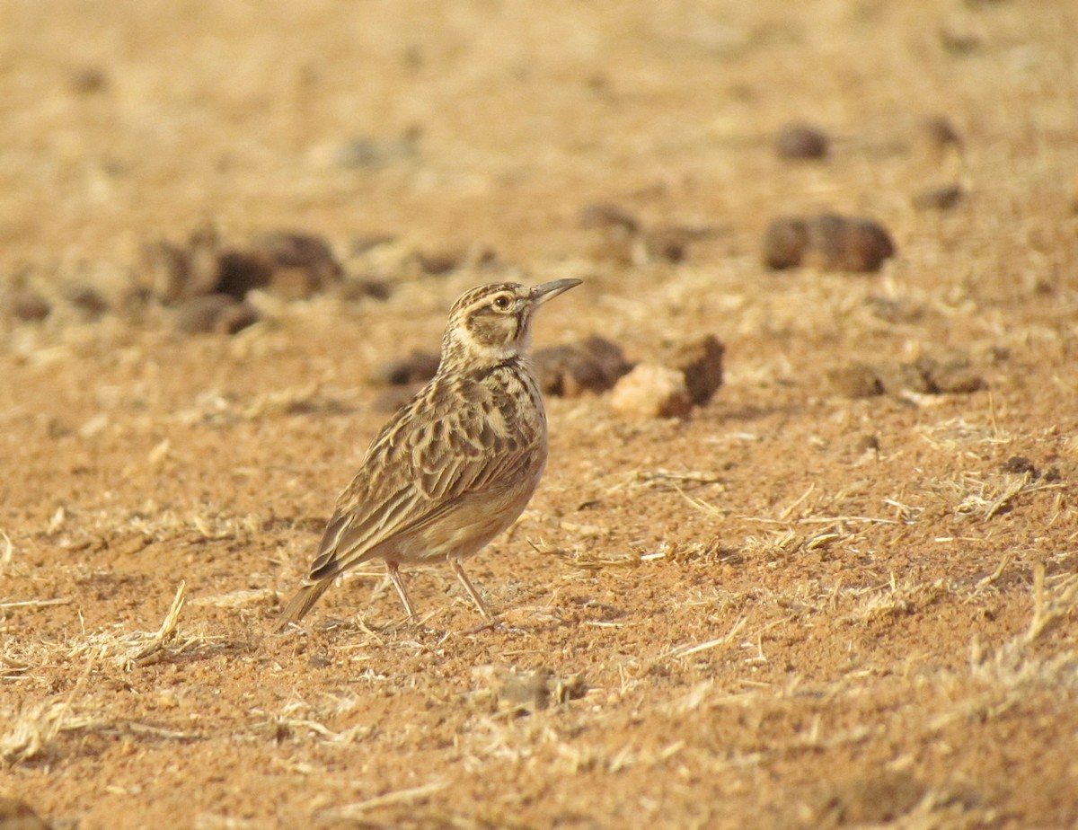 Short-tailed Lark - ML655566997