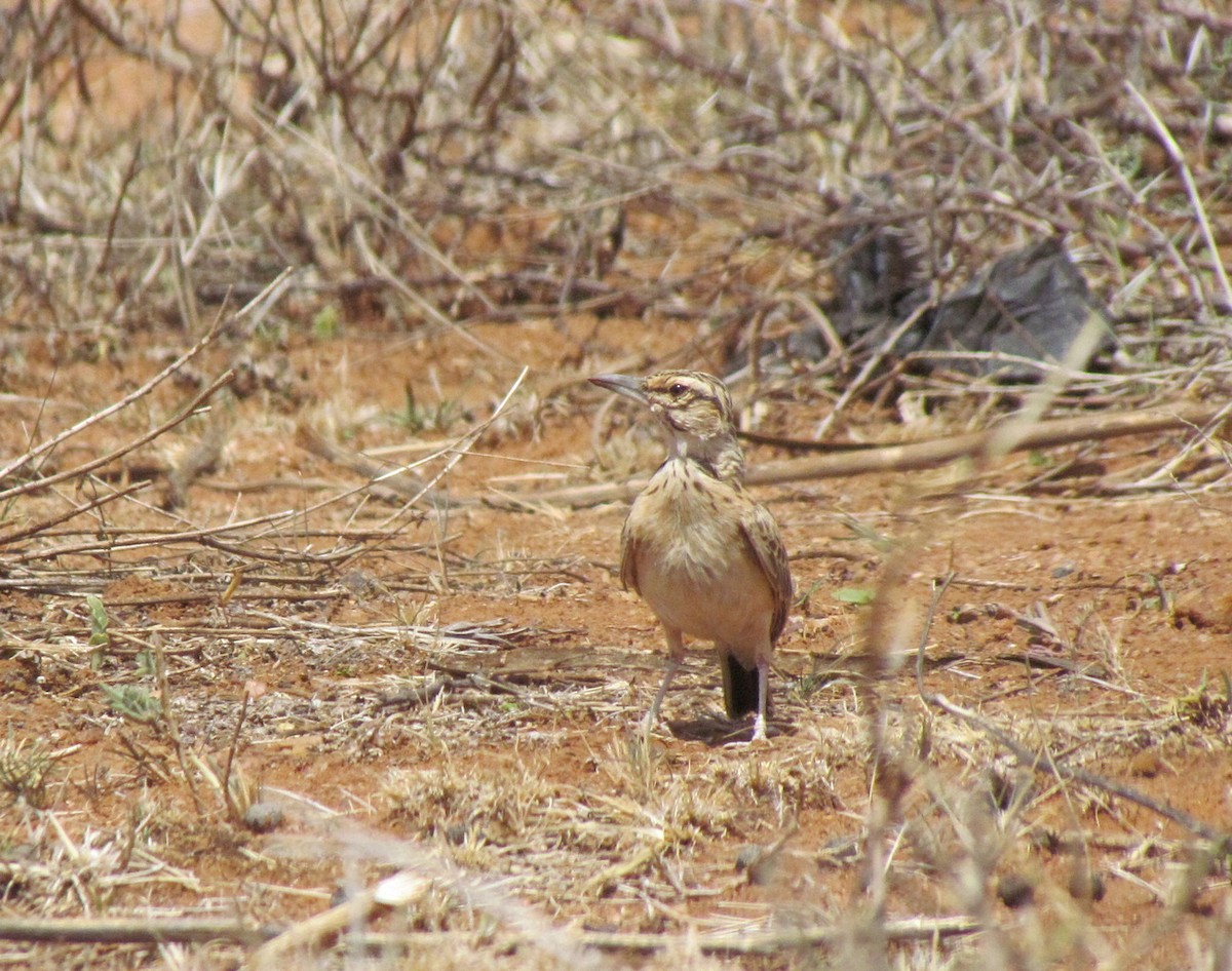 Short-tailed Lark - ML655566998