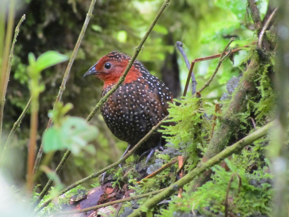 Ocellated Tapaculo - ML65556791