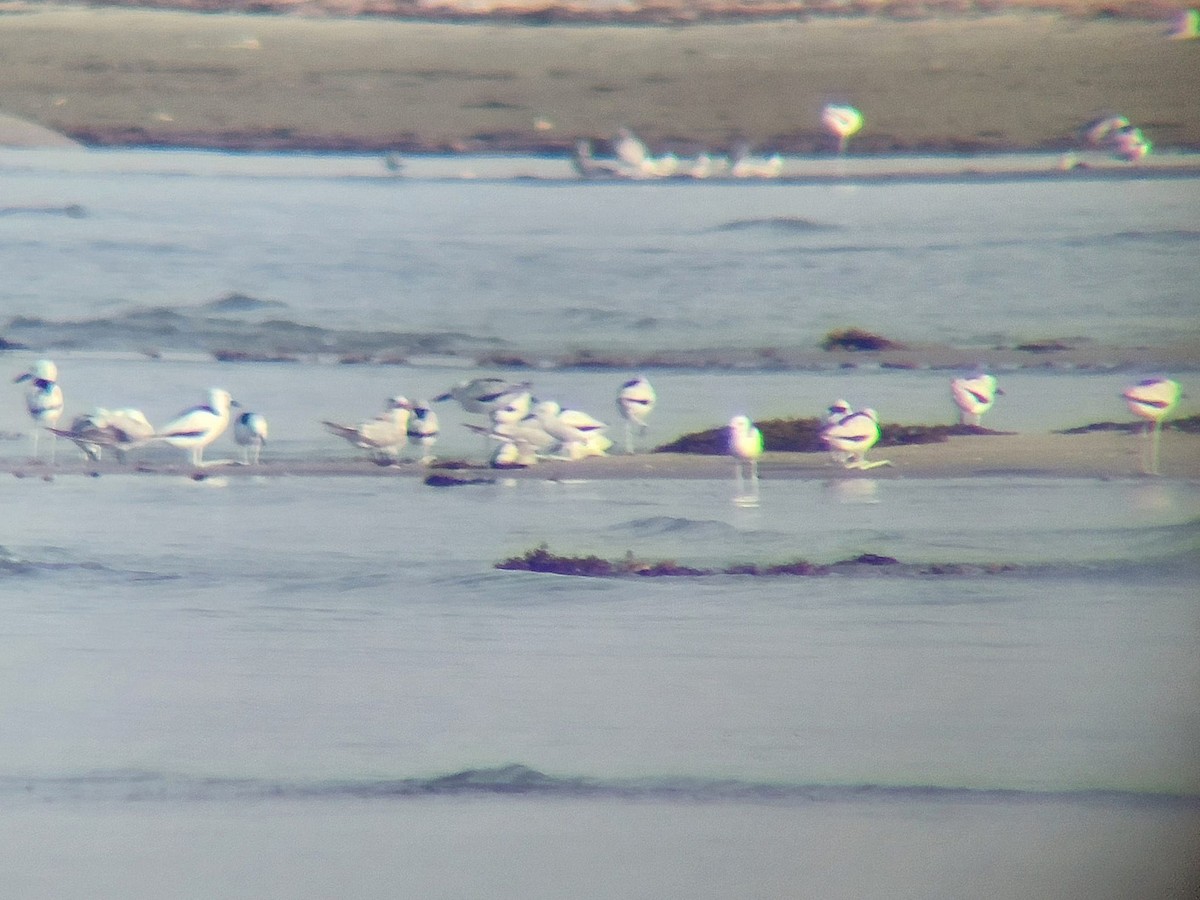 Crab-Plover - ML655568364