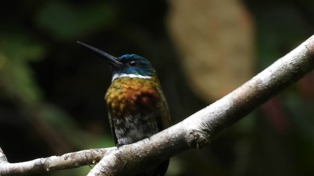 Purplish Jacamar - ML655569672