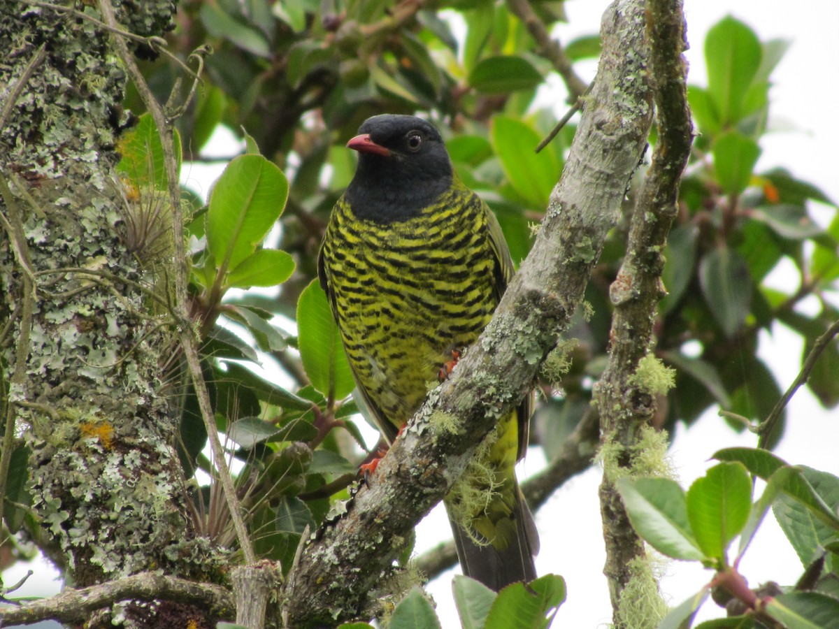 Barred Fruiteater - ML65556991