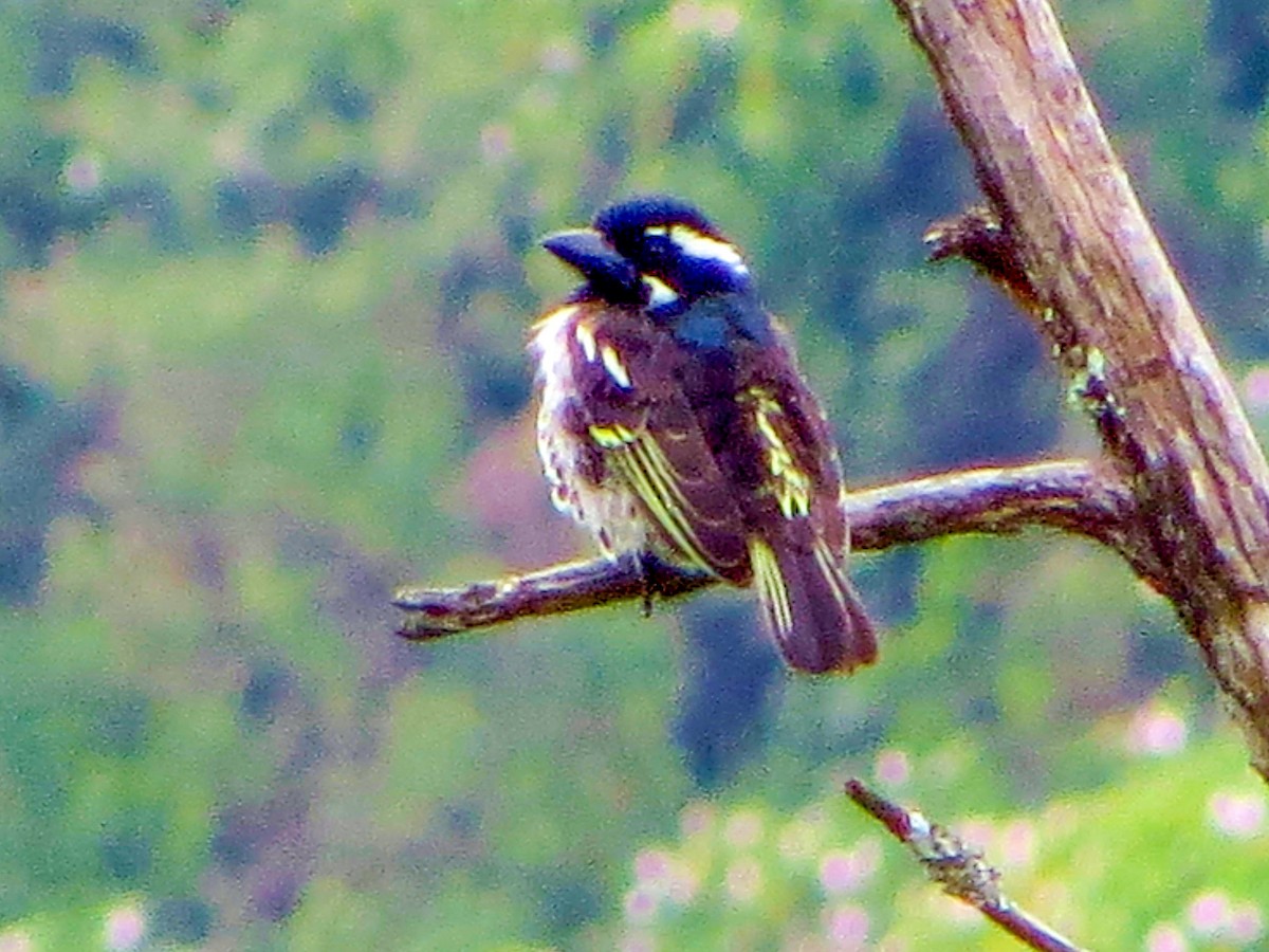 Spot-flanked Barbet - ML655570699