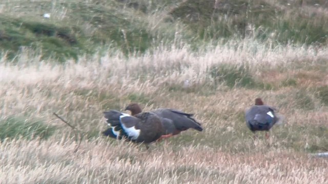 Ruddy-headed Goose - ML655570704