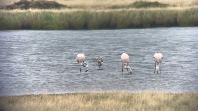 Chilean Flamingo - ML655570749