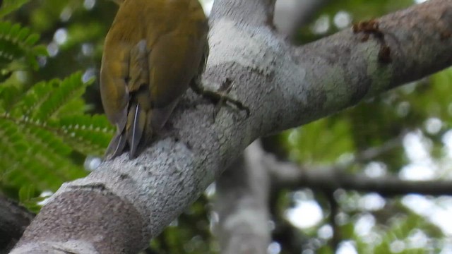 Yellow-throated Woodpecker - ML655570932
