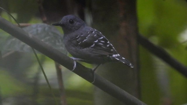 Common Scale-backed Antbird - ML655571585