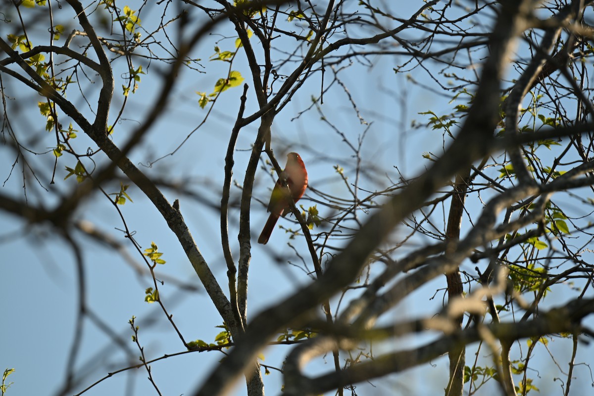 ショウジョウコウカンチョウ - ML655573988
