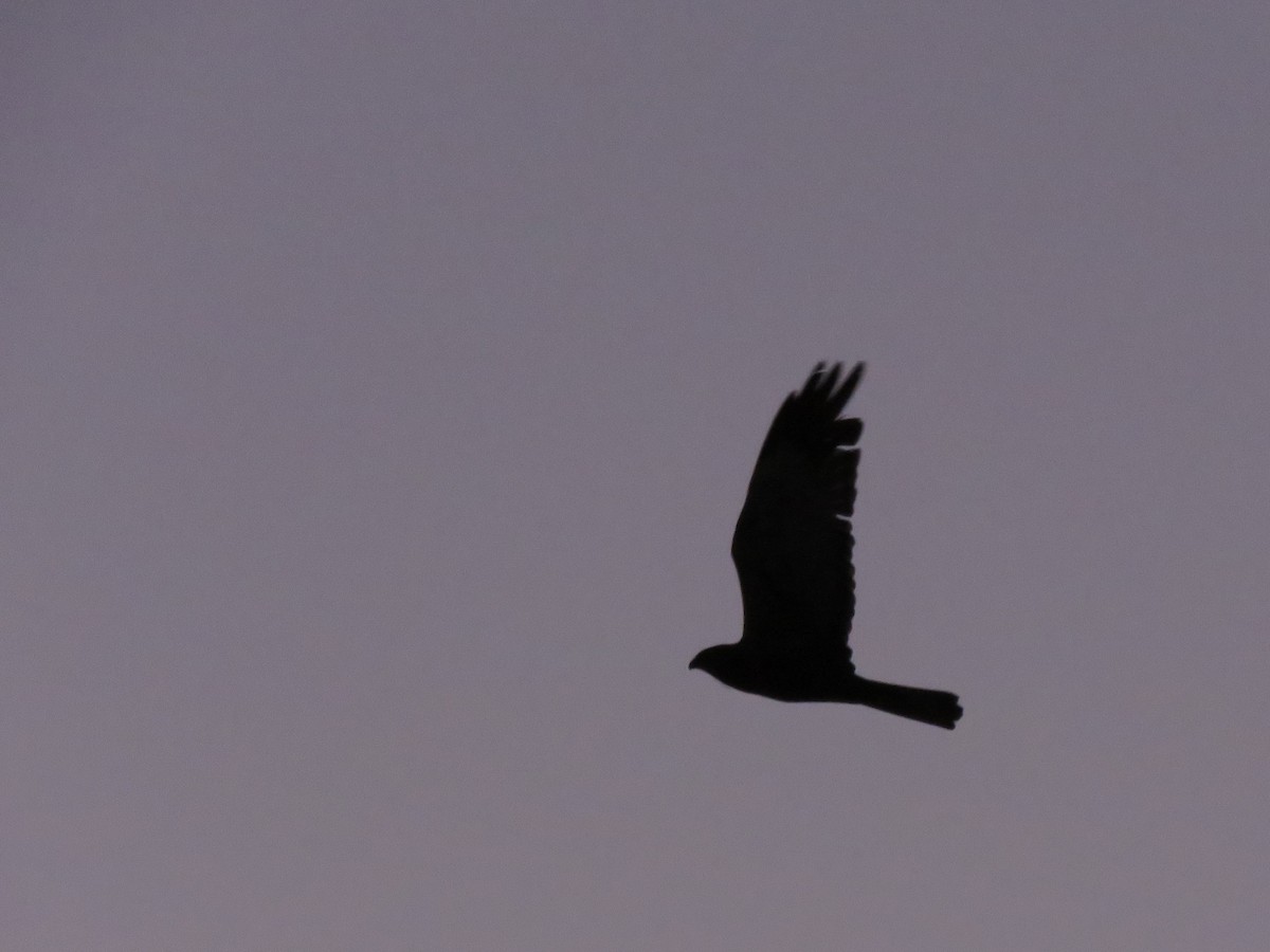 Western Marsh Harrier - ML655574338