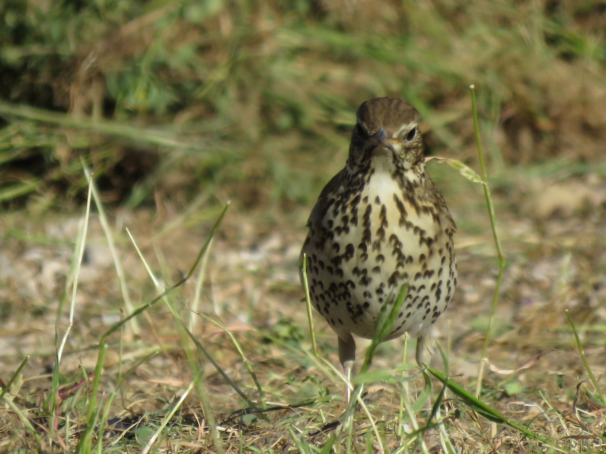 Song Thrush - ML655574357