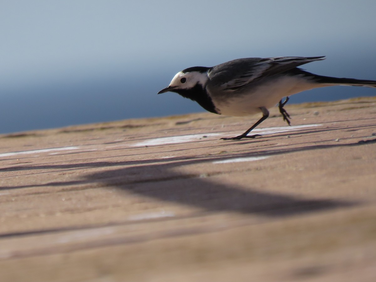 White Wagtail - ML655574509
