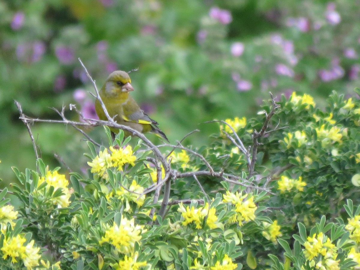 European Greenfinch - ML655574516
