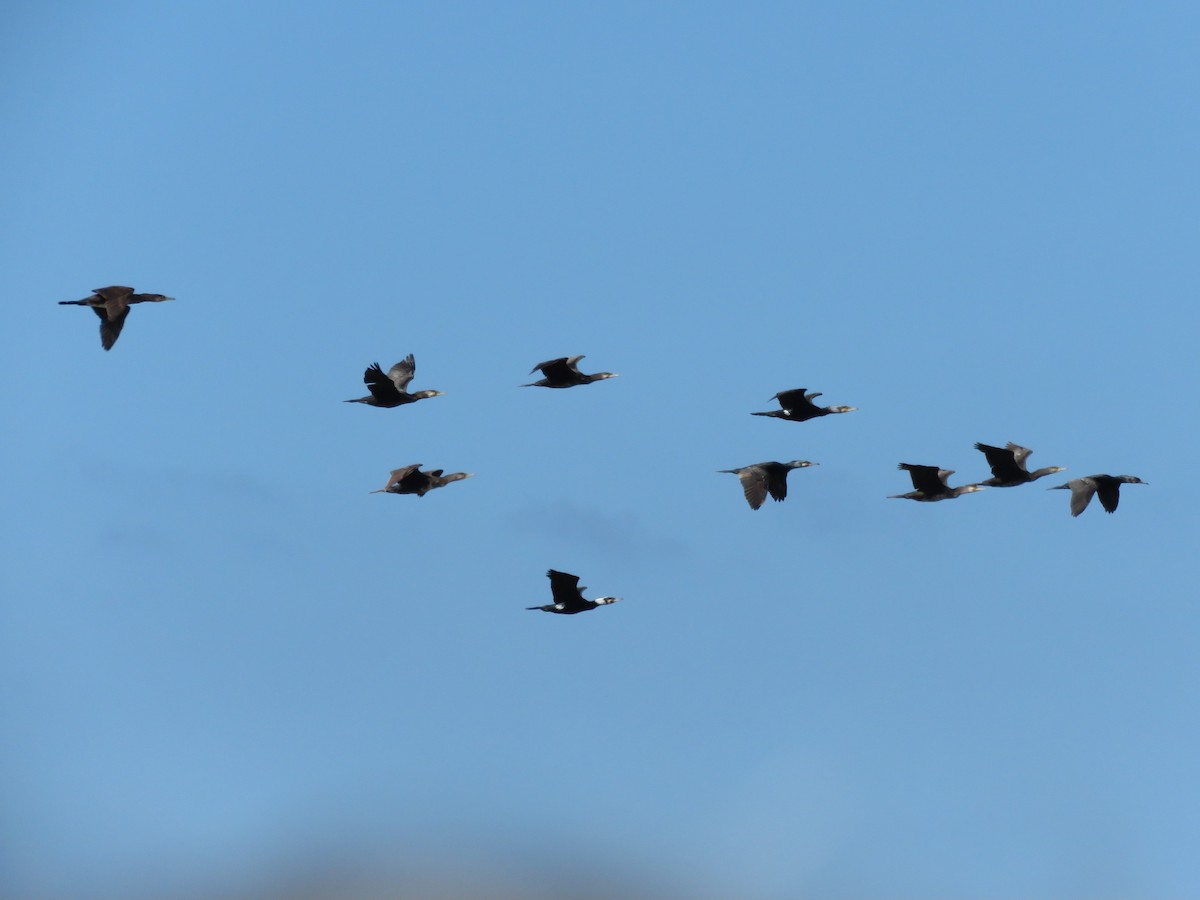 Great Cormorant - ML655574532