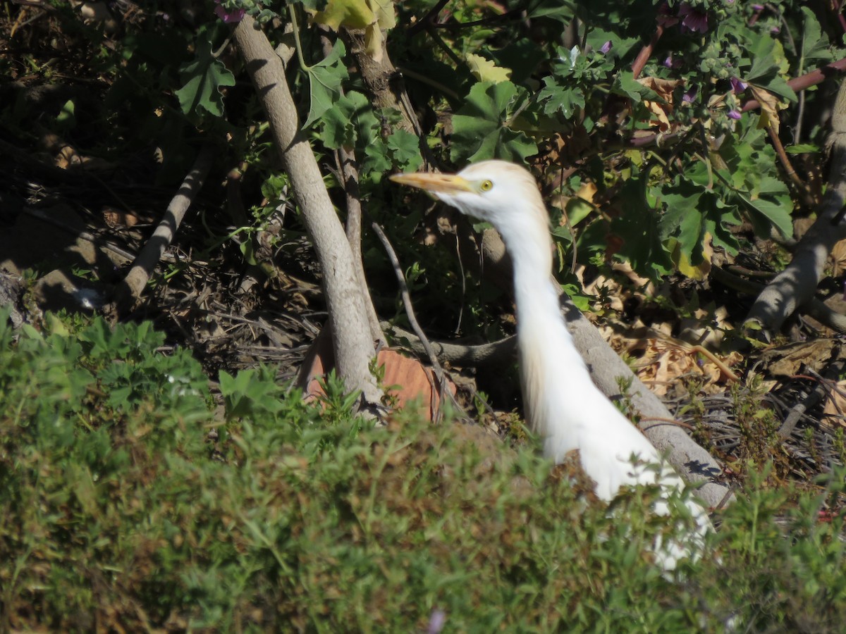 Western Cattle-Egret - ML655574593