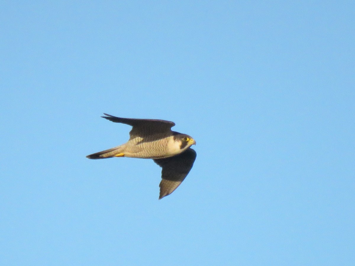 Peregrine Falcon - ML655574680