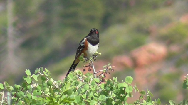 Spotted Towhee - ML655575745