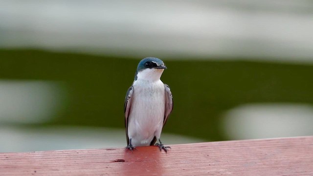 Mangrove Swallow - ML655575845