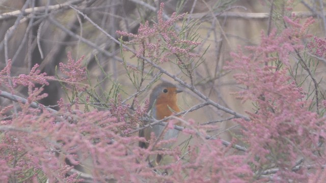 European Robin - ML655576056