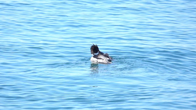 紅胸秋沙 - ML655576223