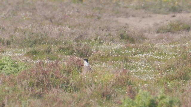 Spur-winged Lapwing - ML655576392