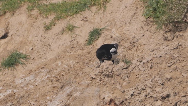 Eurasian Magpie - ML655576422