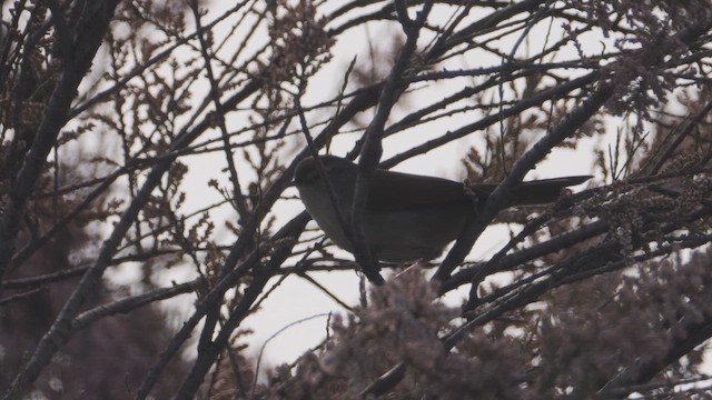 Cetti's Warbler - ML655576483