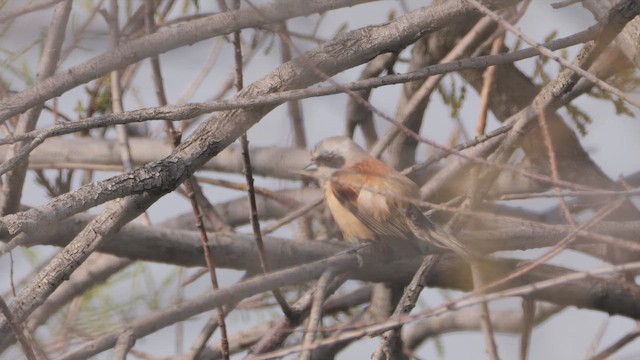 Eurasian Penduline-Tit - ML655576504