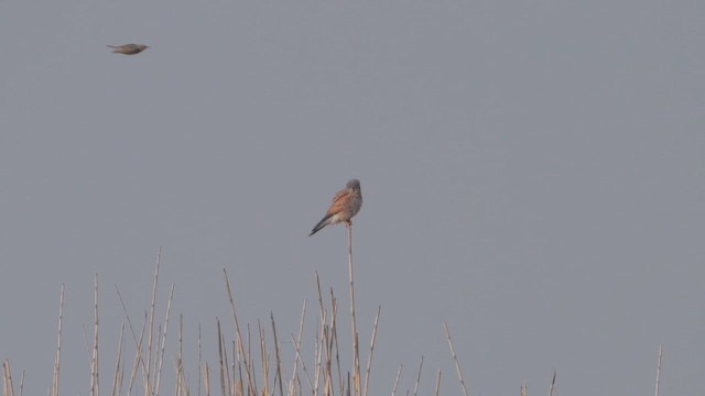 紅隼 - ML655576536