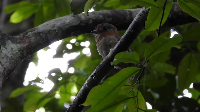 Rufous-necked Puffbird - ML655576600