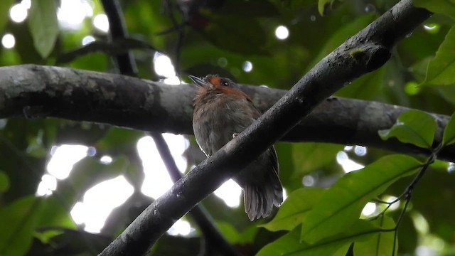 Rufous-necked Puffbird - ML655576601