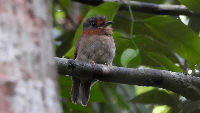 Rufous-necked Puffbird - ML655576604