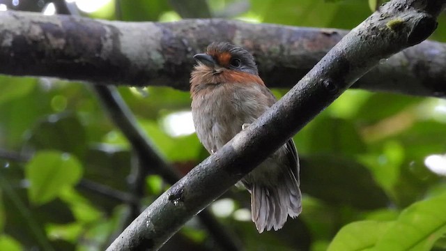 Rufous-necked Puffbird - ML655576605