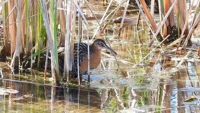 King Rail - ML655576629