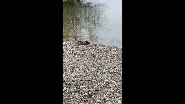 綠頭鴨 - ML655576739