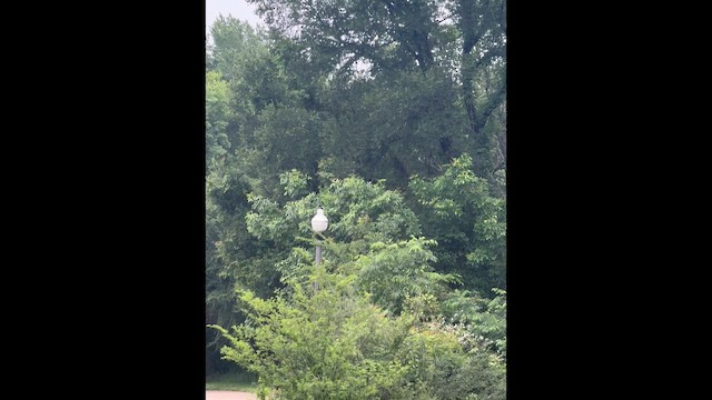 Baltimore Oriole - ML655576821