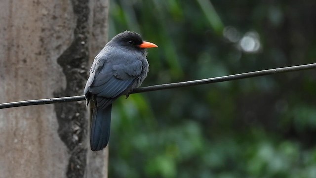 Black-fronted Nunbird - ML655576957