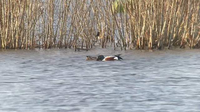 琵嘴鴨 - ML655577076