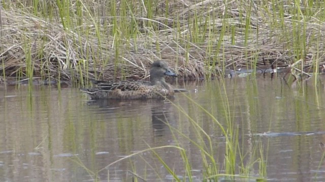葡萄胸鴨 - ML655577214