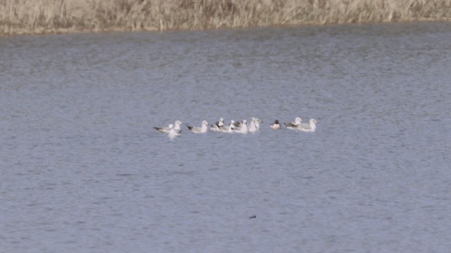 弗氏鷗 - ML655577517