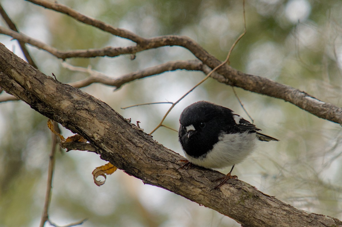 maoriflueskvett - ML655577584