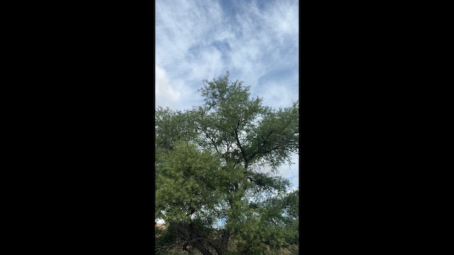 Blue Grosbeak - ML655577933