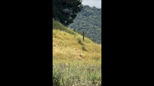 Blue Grosbeak - ML655577934