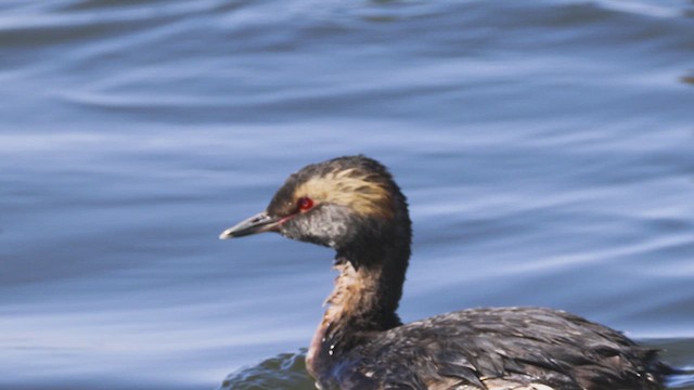 角鸊鷉 - ML655578238